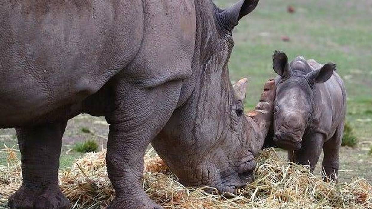 David Gray / Stringer Editorial #: 1175154978 Collection: Getty Images News