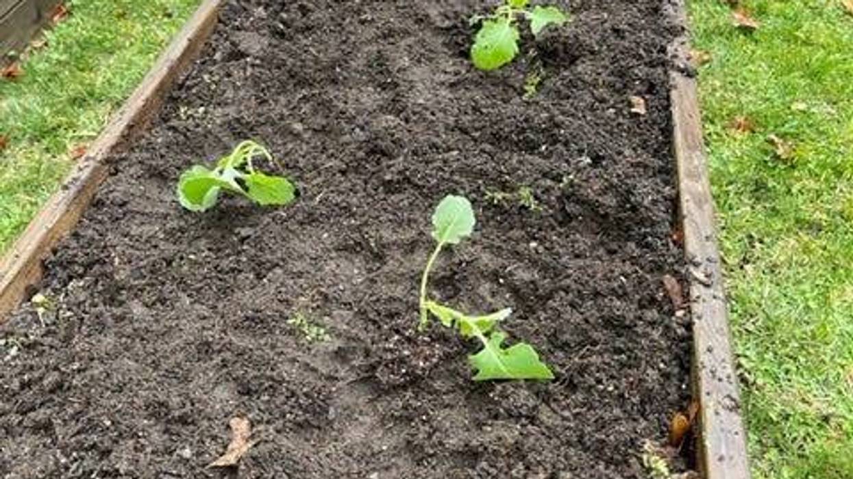 Davids Garden
