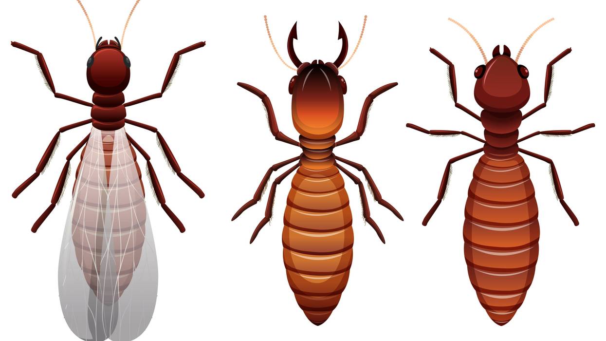 Day of the Locusts? No, swarm of the termites!
