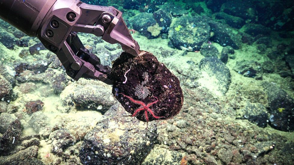 DDT dive Schmidt Ocean Institute