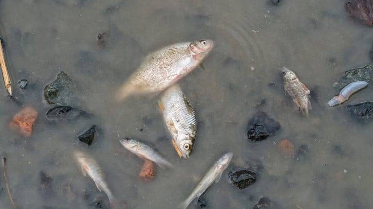 Dead Fish: Stock Photo