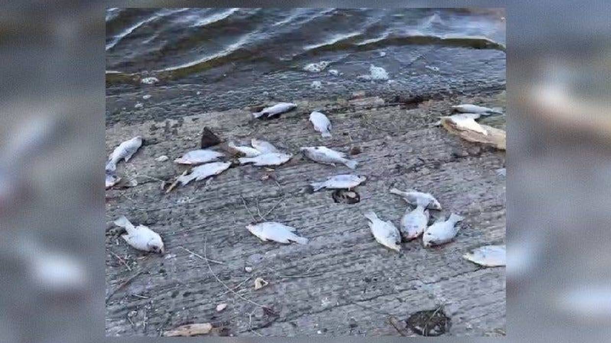 Dead fish washed up on shores of Belleville Lake in Van Buren Township.