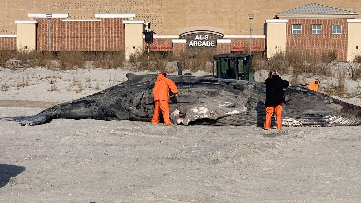 Dead Whales Offshore Wind