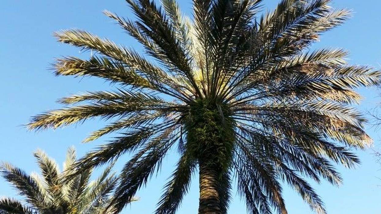 Deadly disease killing palm trees in Louisiana with no cure in sight