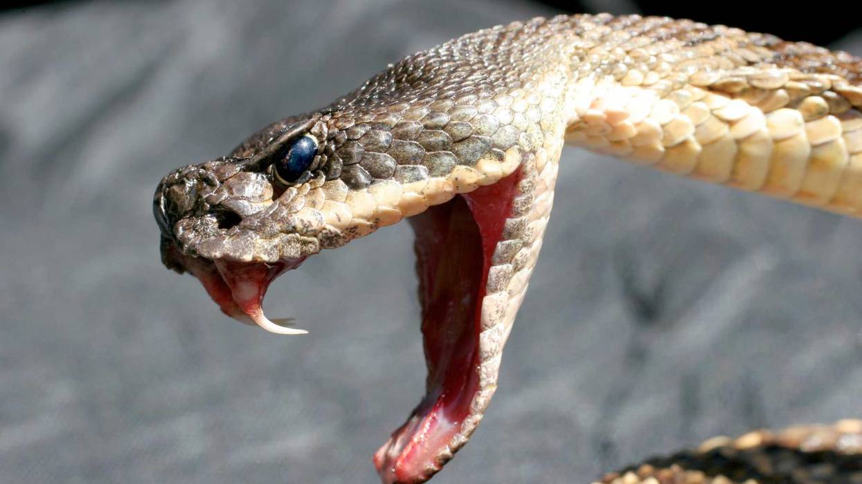 Deadly Rattlesnake showing fangs