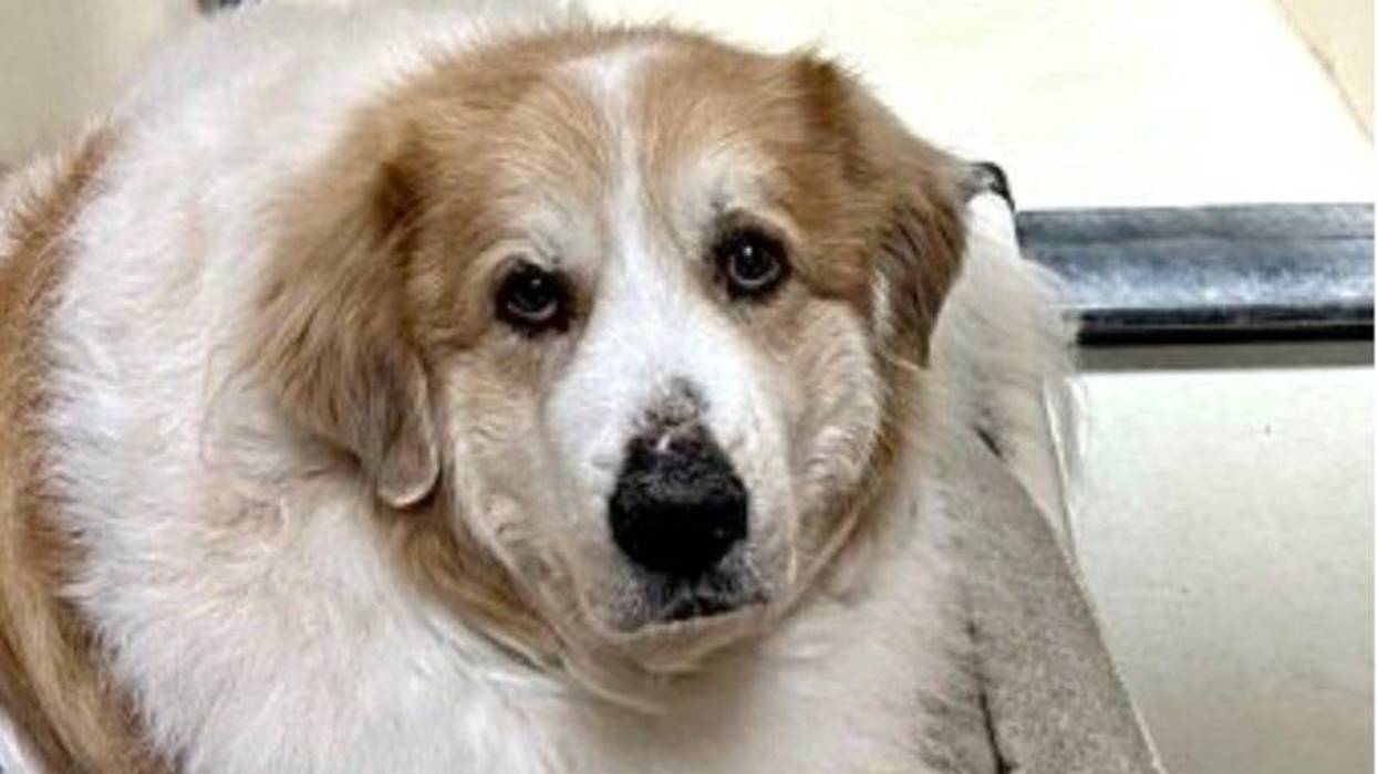 Dean @ Austin Humane Society 8/24/22