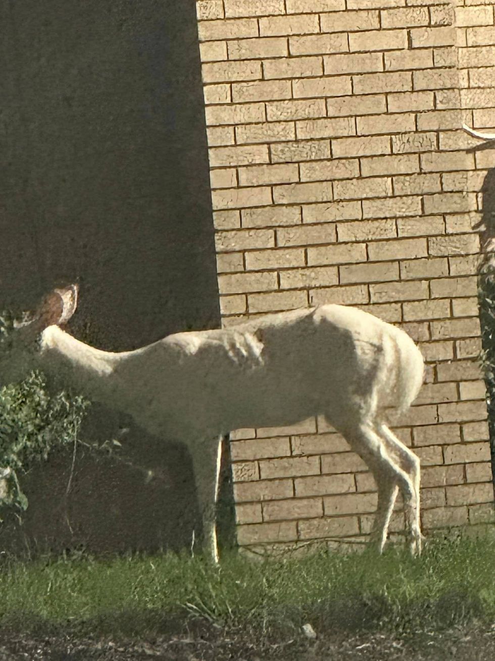 deer at exactly 9:11pm 9/11/2023 (please see attached screenshot photo for time stamp) driving on 12 mile off of Orchard Lake Rd and the deer was located in a parking lot on a side street called Highmeadow