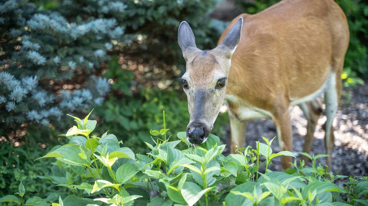 Deer eating a plant
