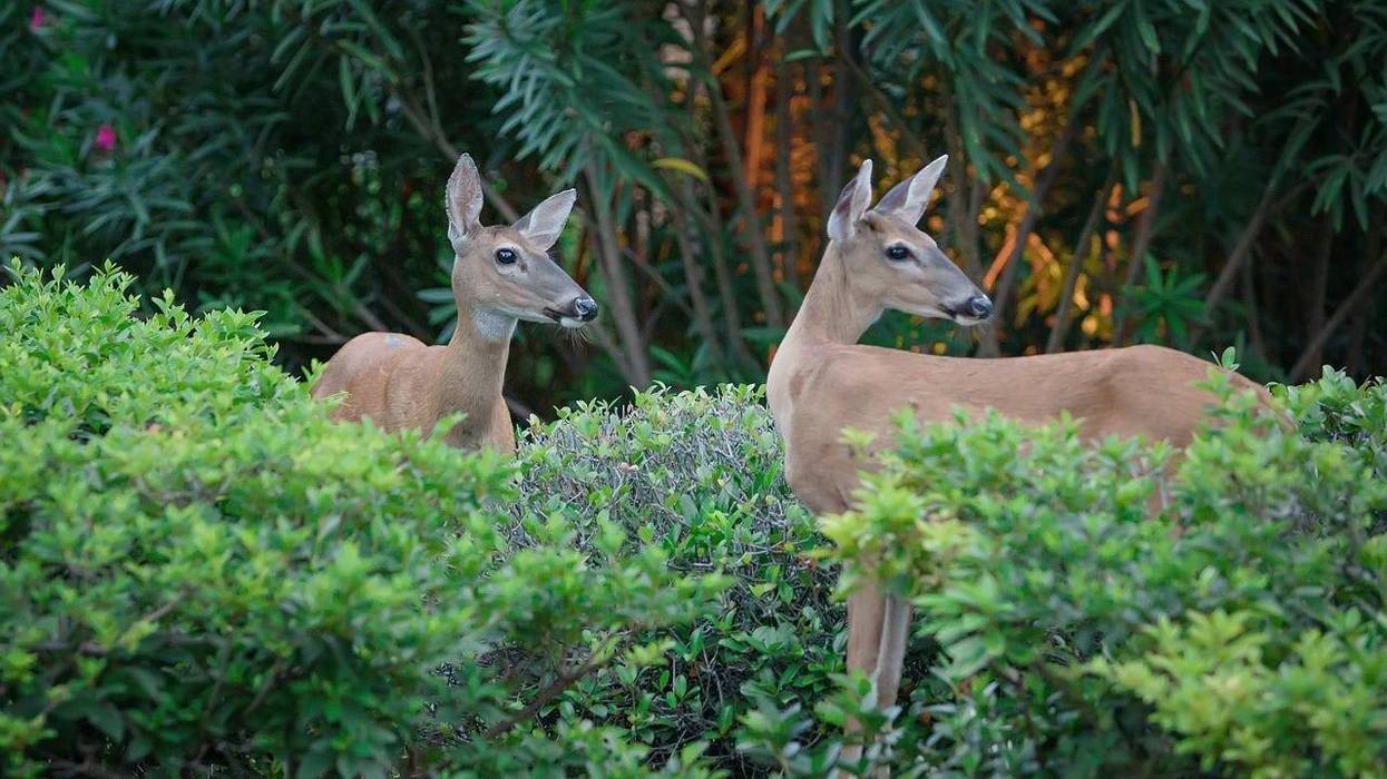 Deer in Oakland County