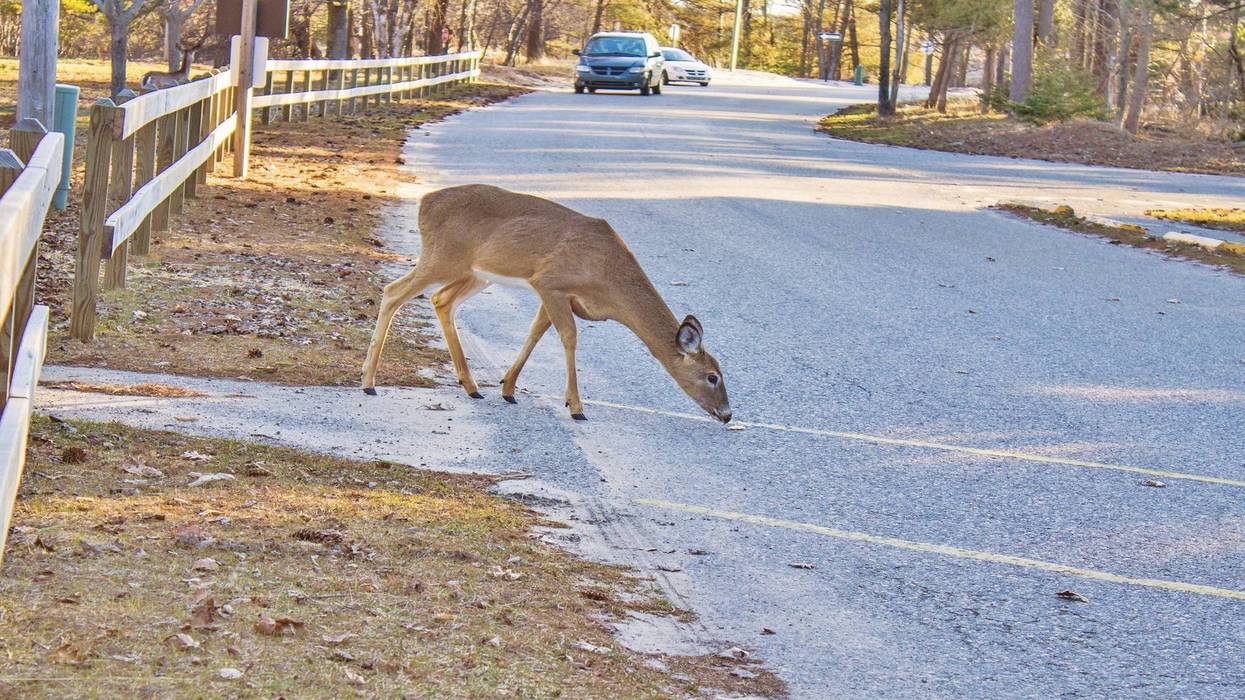 deer in road in front of car