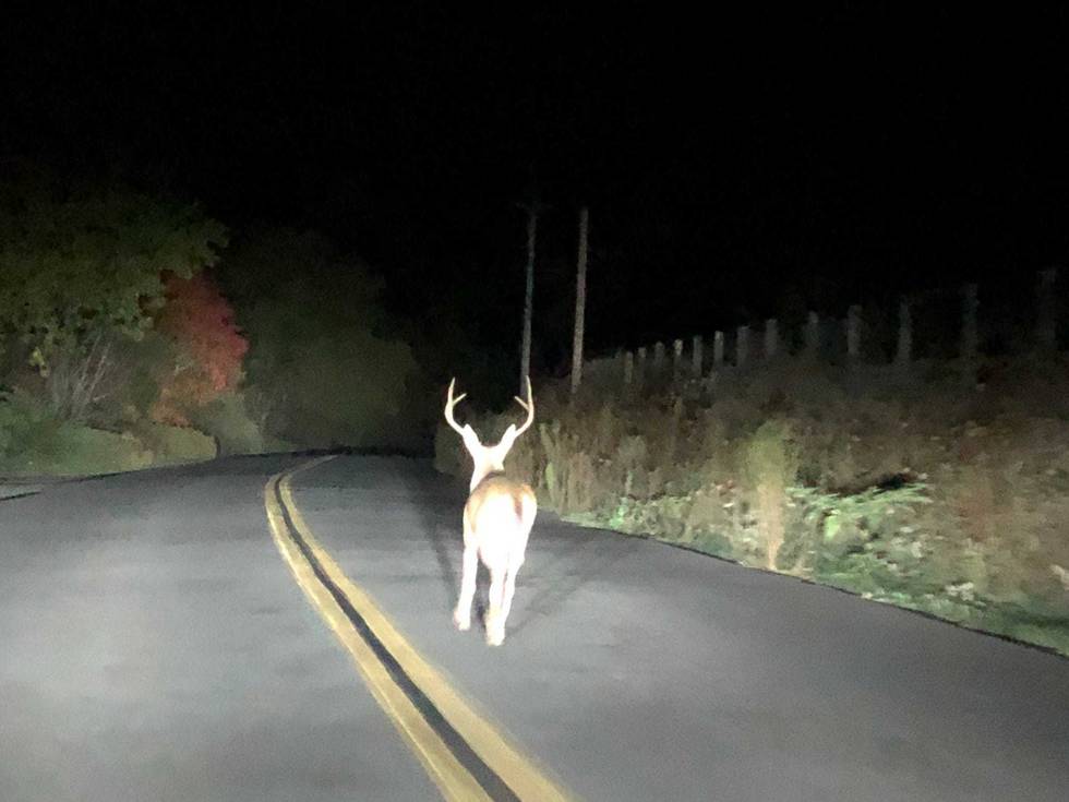 Deer in the road.