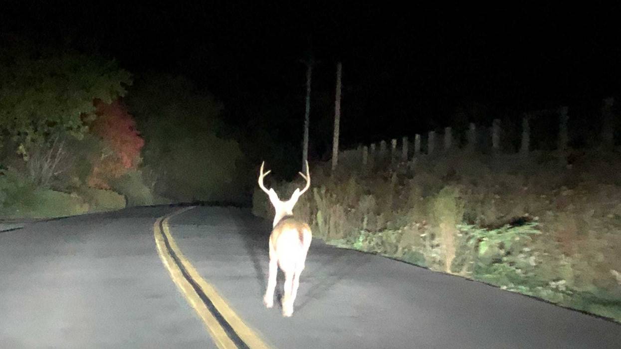 Deer in the road.