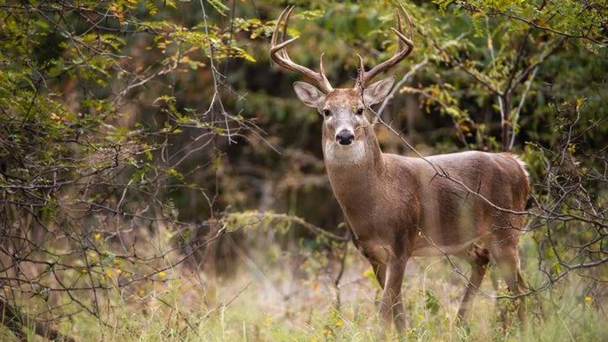 deer in the woods in fall in a stock image