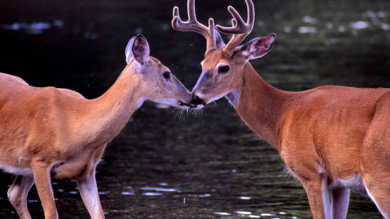 Deer kissing