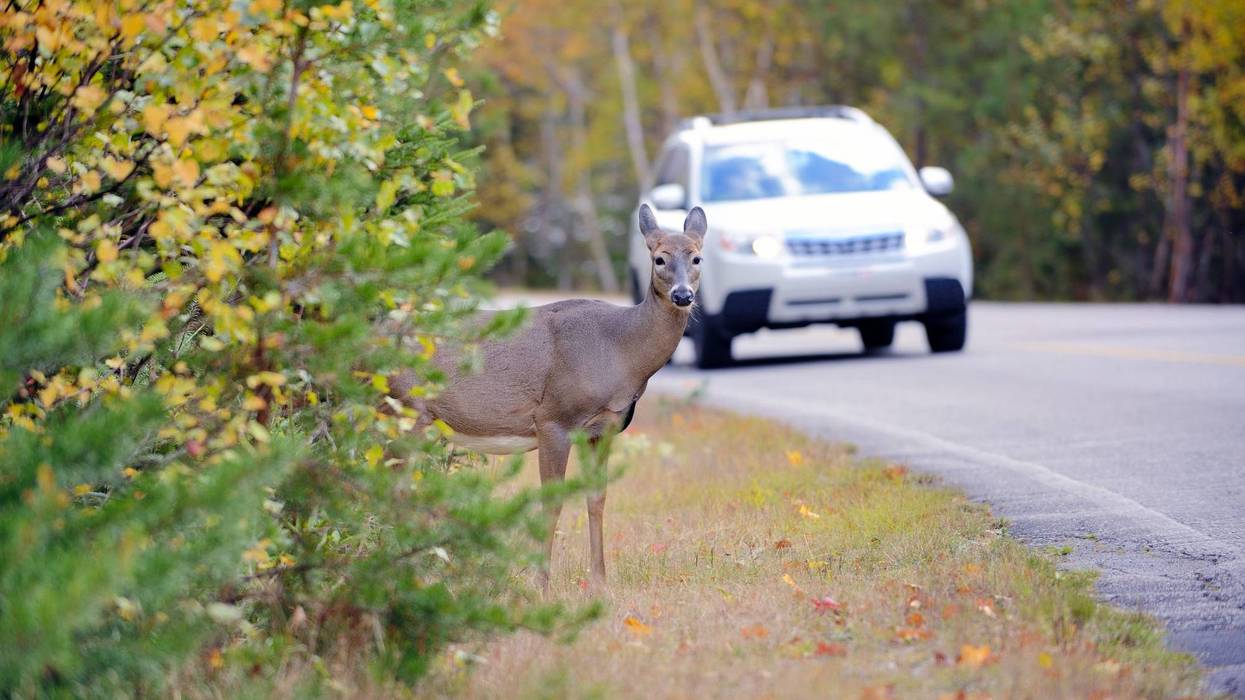 Deer near highway