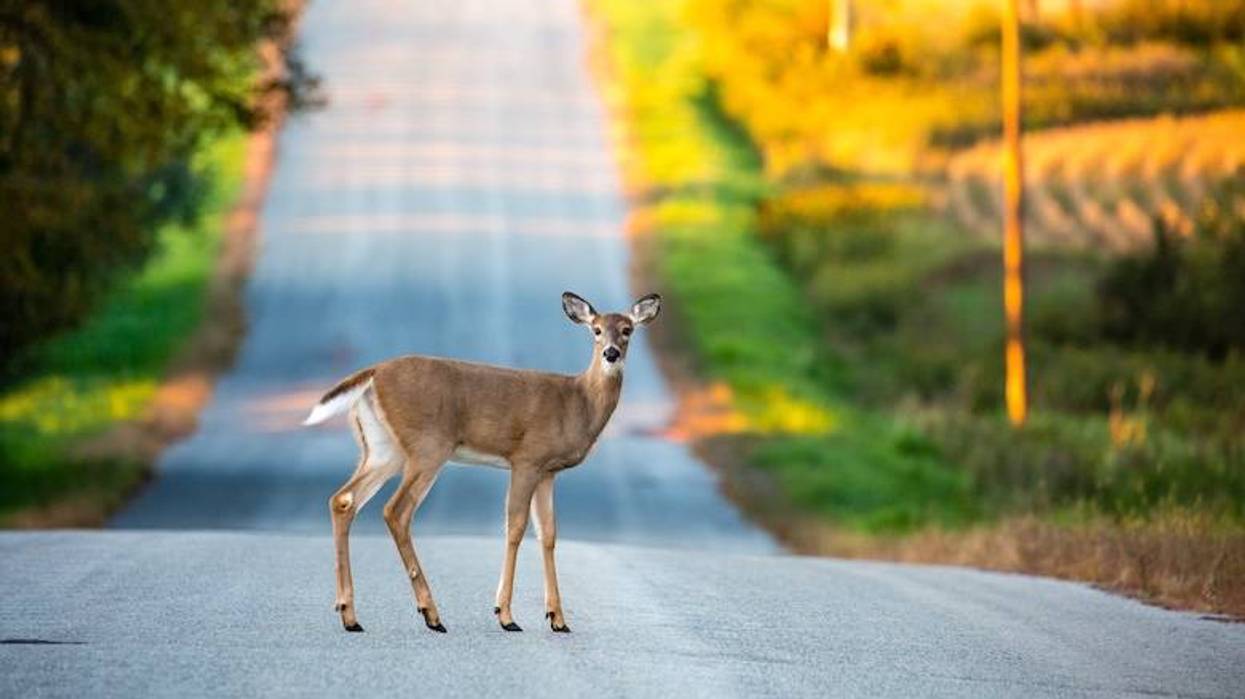 Deer standing in the middle of the road