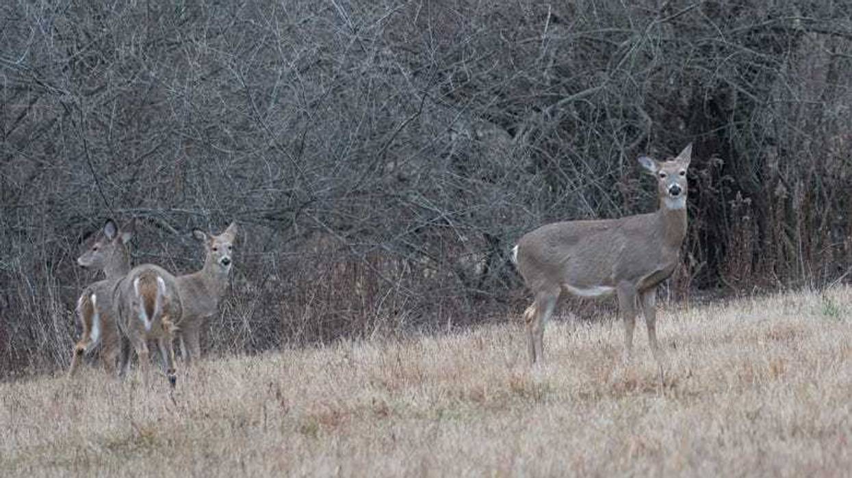 Deer