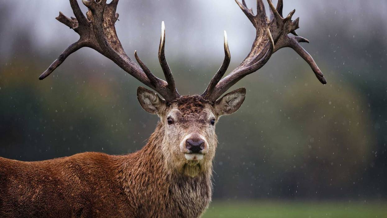 Deer