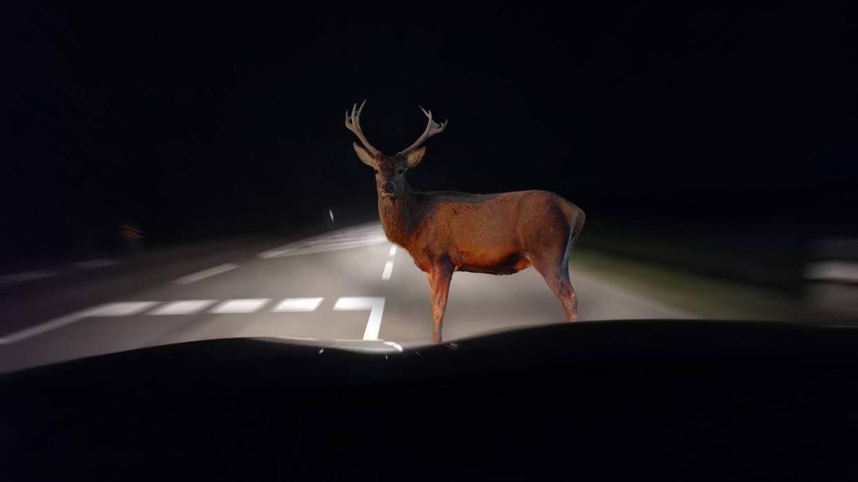 Deer