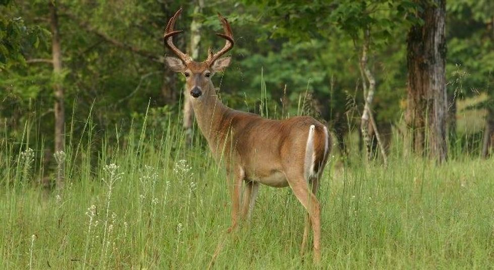 Aurora wants input on possible bait and shoot to control deer population