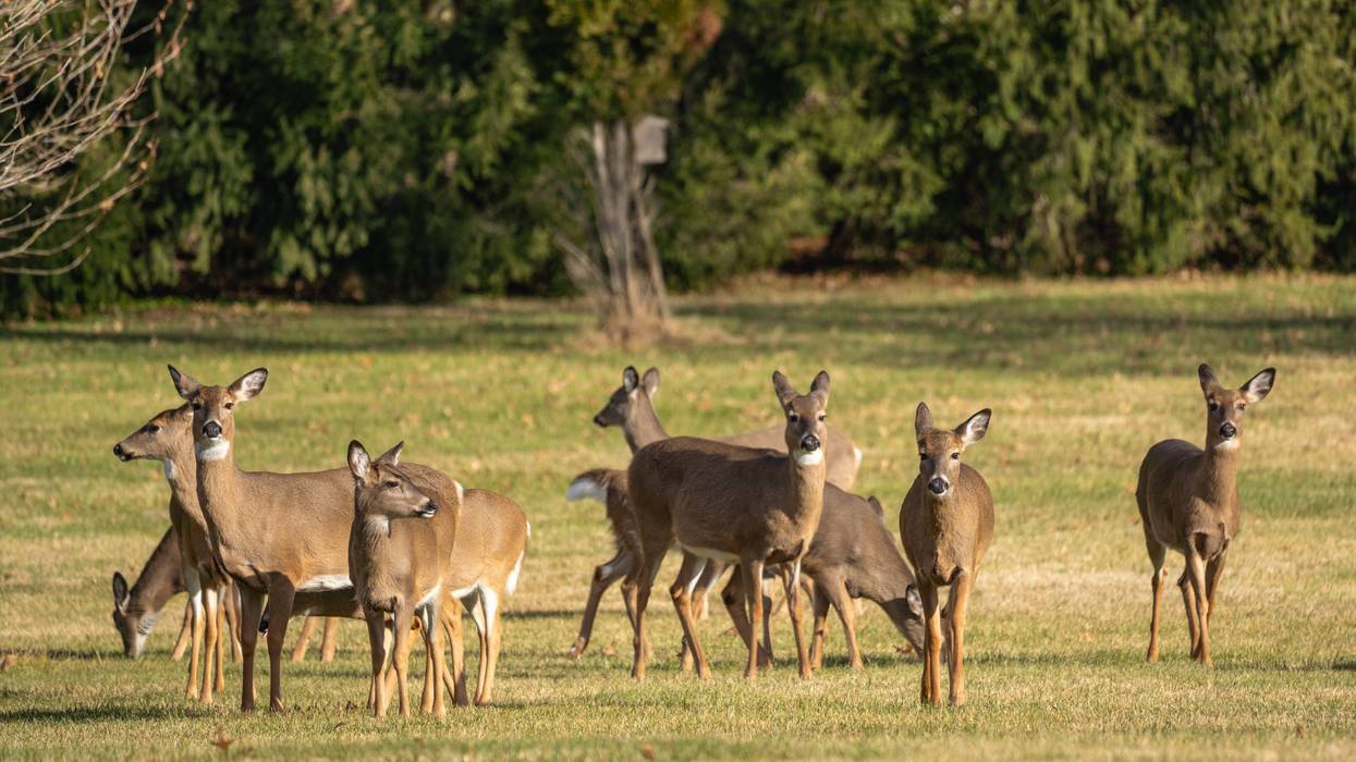 deer