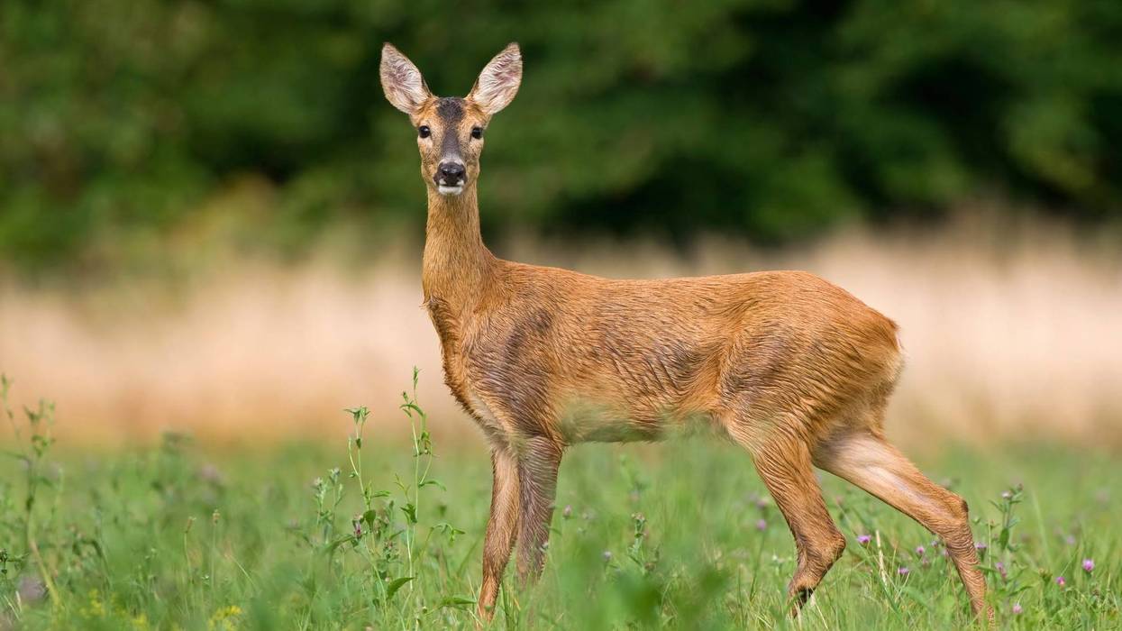 Deer