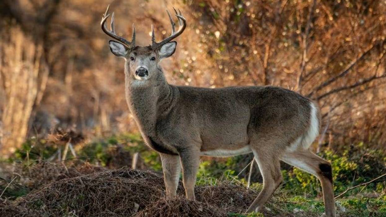 Deer
