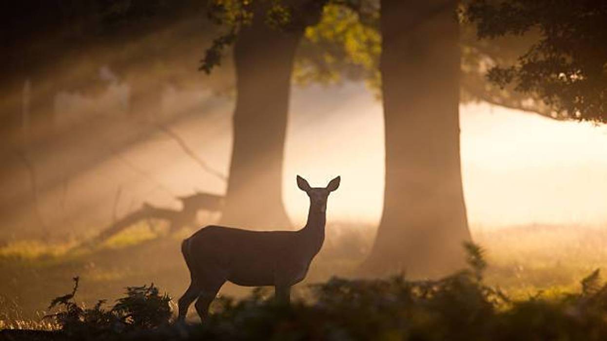 Deer