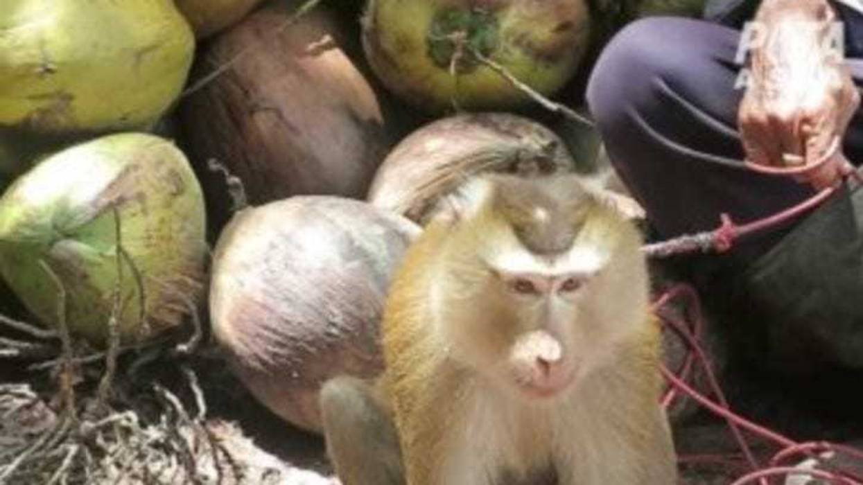 Deerfield-based Walgreens Boots Alliance has banned Aroy-D and Chaokoh coconut milk after the brands' supplier was implicated in PETA Asia's first-ever undercover investigation into the use of monkeys in Thailand's coconut industry.