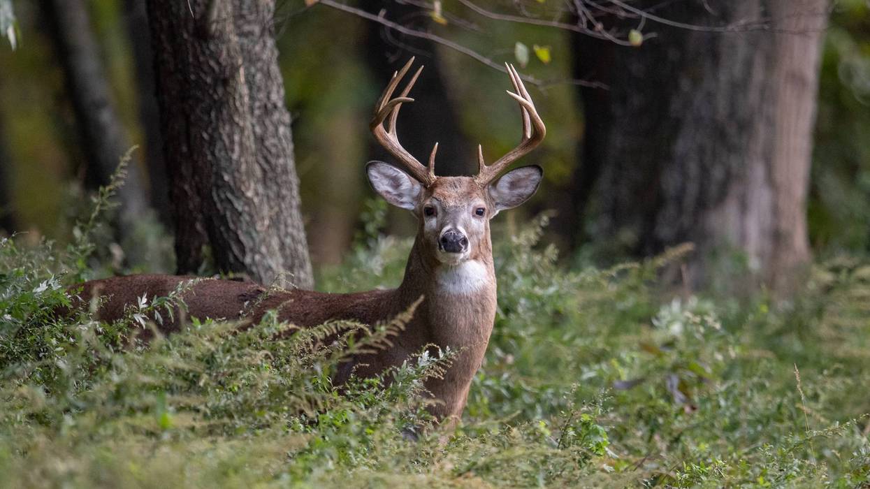 DeerPennsylvania deer harvest hits record high in 2025–26 season