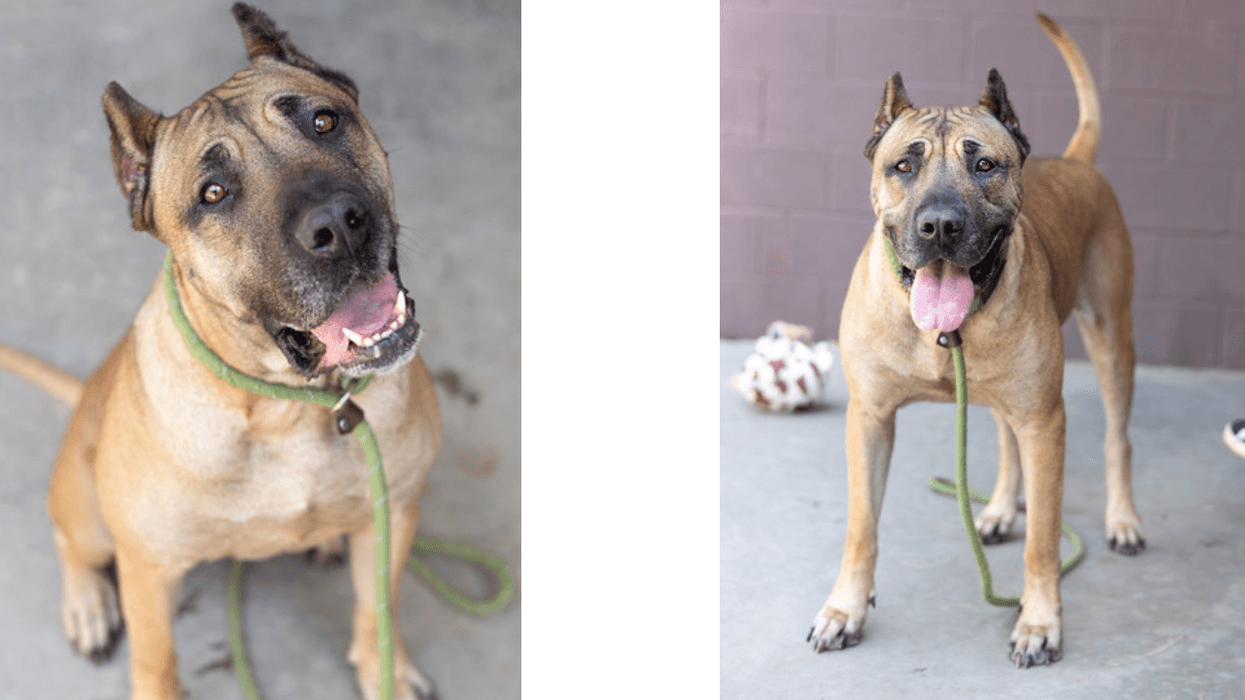 DeKalb County Animal Services — Furry Friend Friday Pet Feature: “Script Writer”