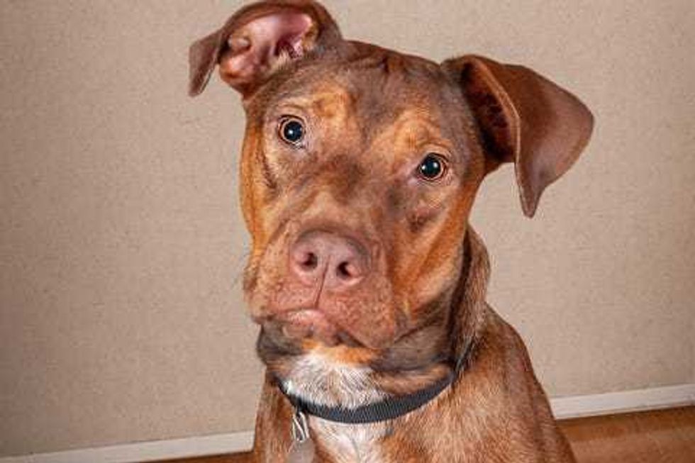 Delia is a 1-year-old Labrador/Doberman mix. She weighs 55.8 pounds.