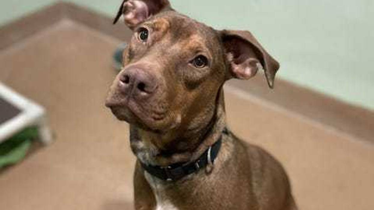 Delia is a 1-year-old Labrador/Doberman mix. She weighs 55.8 pounds.