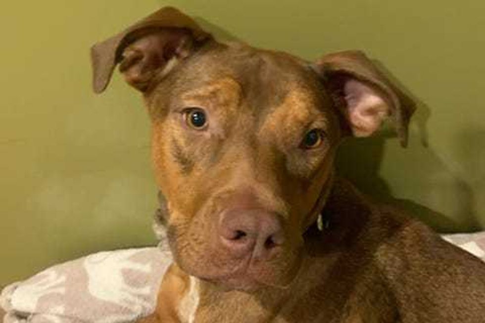 Delia is a 1-year-old Labrador/Doberman mix. She weighs 55.8 pounds.