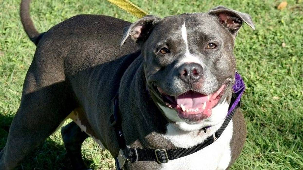 Delila @ Austin Humane Society 12/13/23