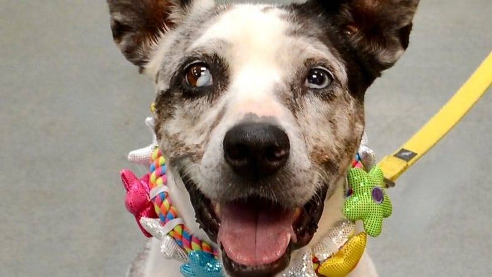 Della @ Austin Humane Society 7/27/22