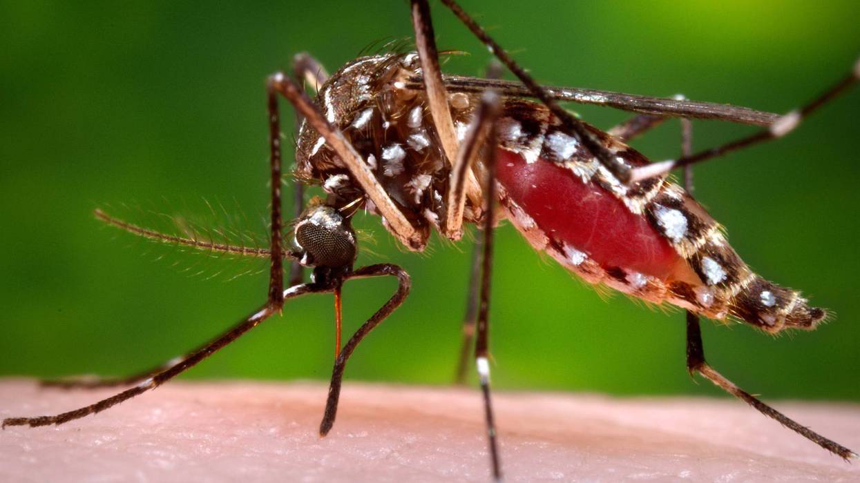 Dengue 46