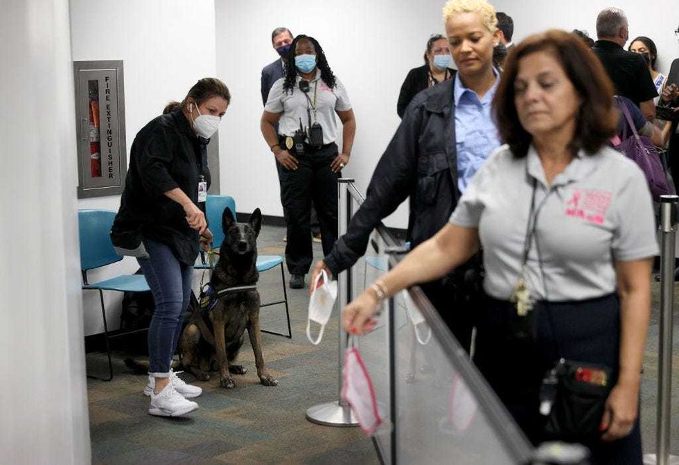 Denise Webb handles Cobra, a Belgian Malinois, as the dog prepares to sniff masks for the scent of COVID-19 at Miami International Airport.