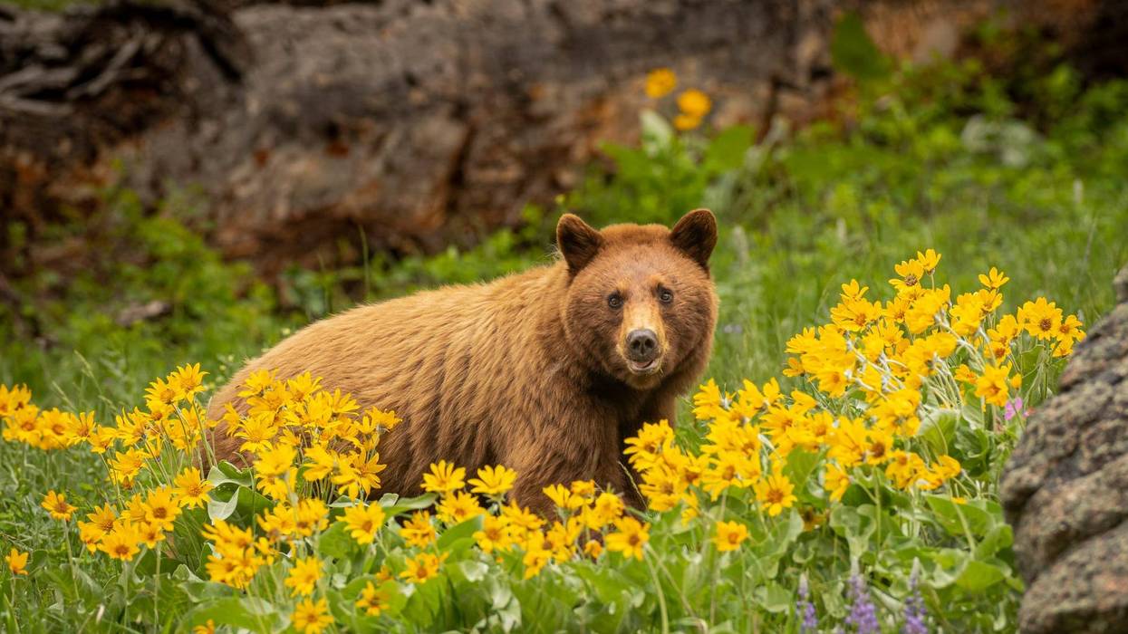 Dennis Stogsdill/Getty Images