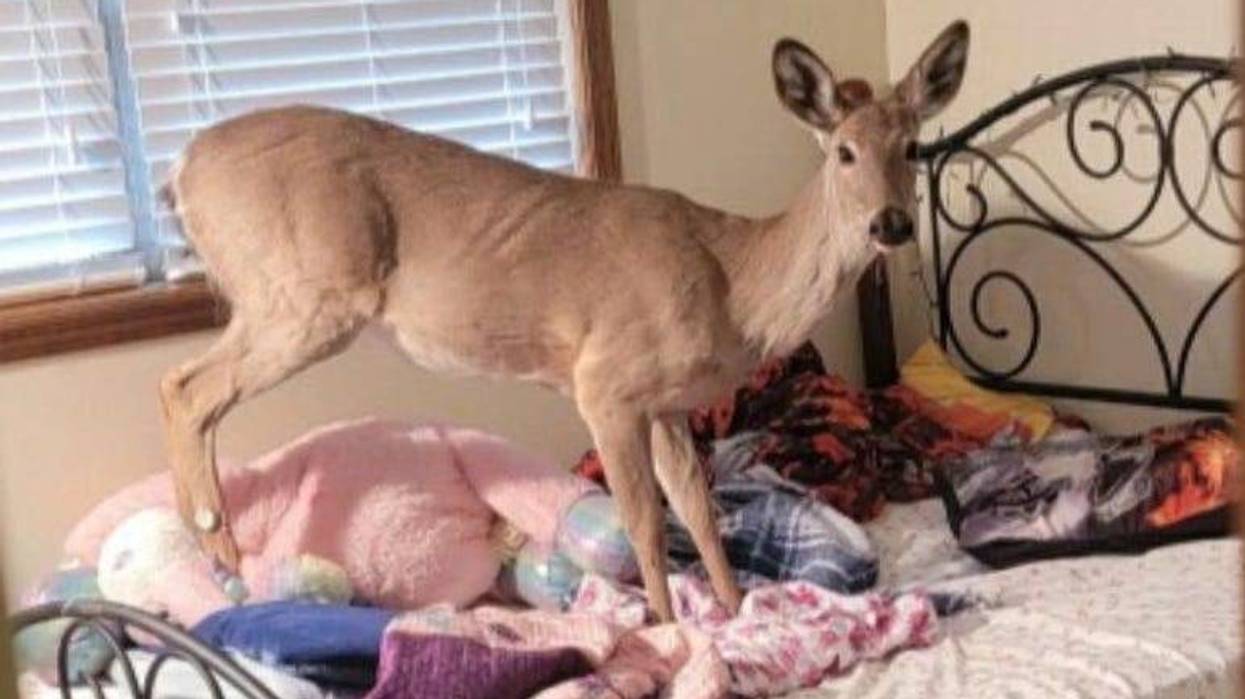 Deputies responding to breaking and entering call at a Bay County house were in for a surprise when they discovered their suspect wasn't of the human variety.