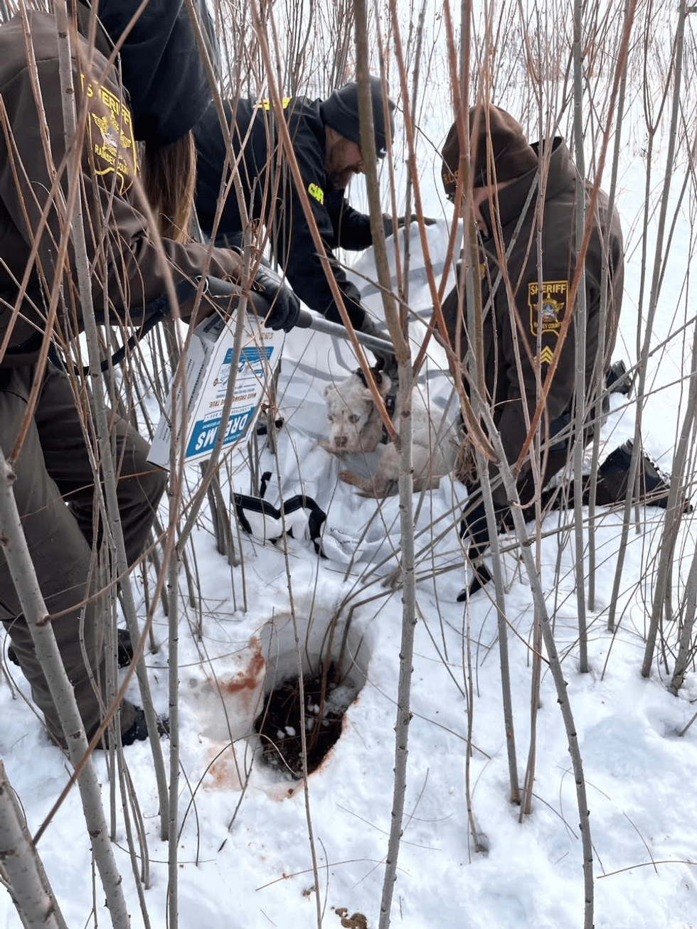 Deputies with the dog after he was thrown from a speeding vehicle.