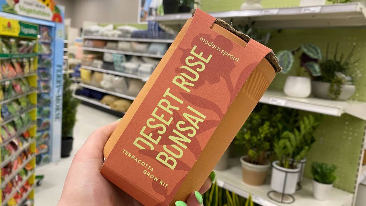Desert Rose Bonsai kit at Target