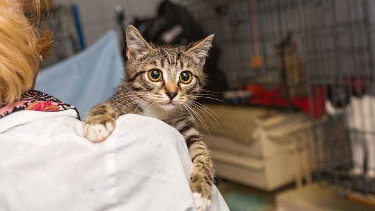 Despite the surge in pandemic pets when coronavirus took hold in 2020, numbers show that pet adoptions have actually gone down over the course of the pandemic.