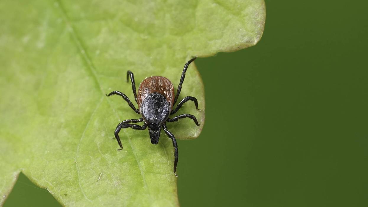 Detailed closeup on a castor bean tick, Ixodes ricinus a pest species for Lyme disease