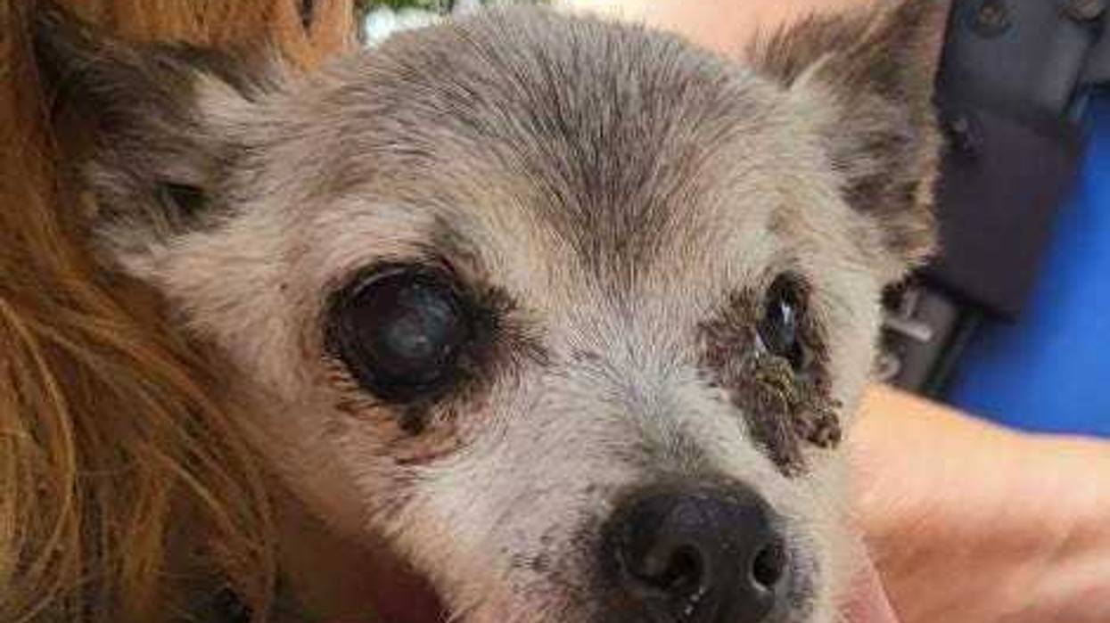 Detectives from the Suffolk County SPCA charged a Ronkonkoma woman with multiple animal cruelty charges alleging that she neglected dogs, cats, and a bird in her care.