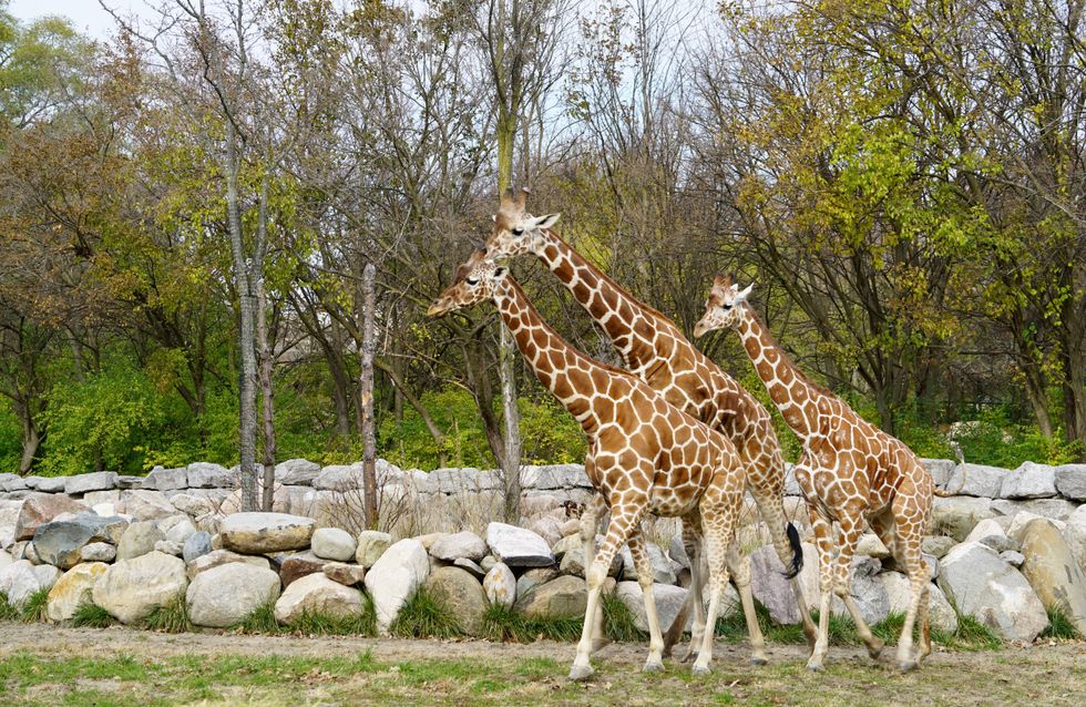 Detroit Zoo giraffes