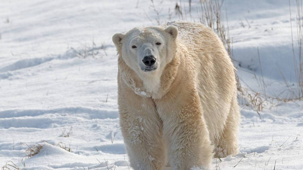 Detroit Zoo polar bear killed