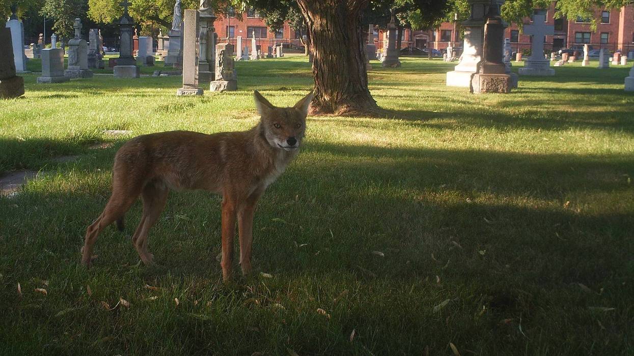 Developed by a leading research network of Lincoln Park Zoo’s Urban Wildlife Institute scientists, the new Chicago Wildlife Management & Coexistence Plan equips the public and city officials with approaches to more humanely cohabitate with, respond to, and facilitate a thriving urban ecosystem across the city.