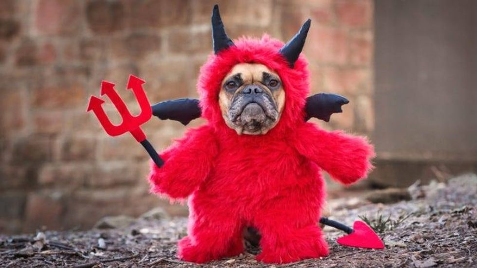 Devil Puggsie Getty Images