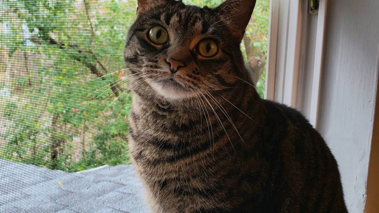 Devin Cat Furbaby Meet